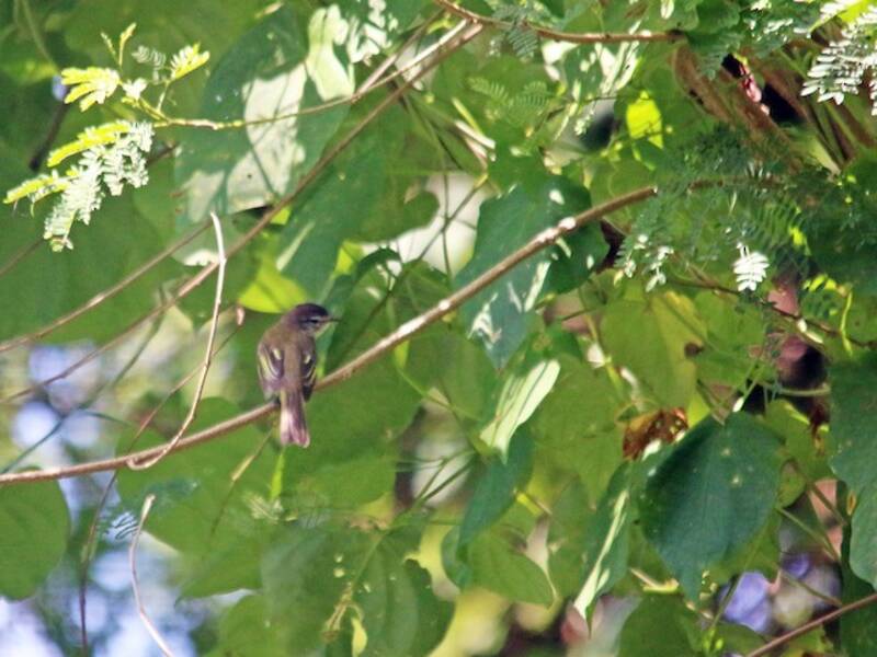 Elaenia Jamaicana
