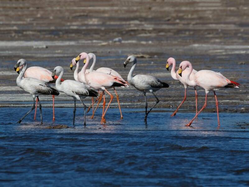 Jamesflamingo, Fotos 2