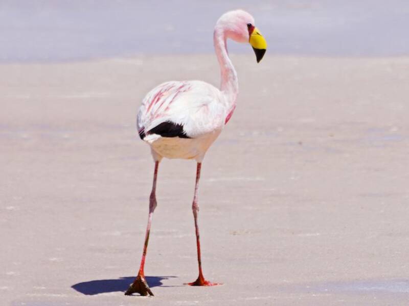 Jamesflamingo, Fotos 4