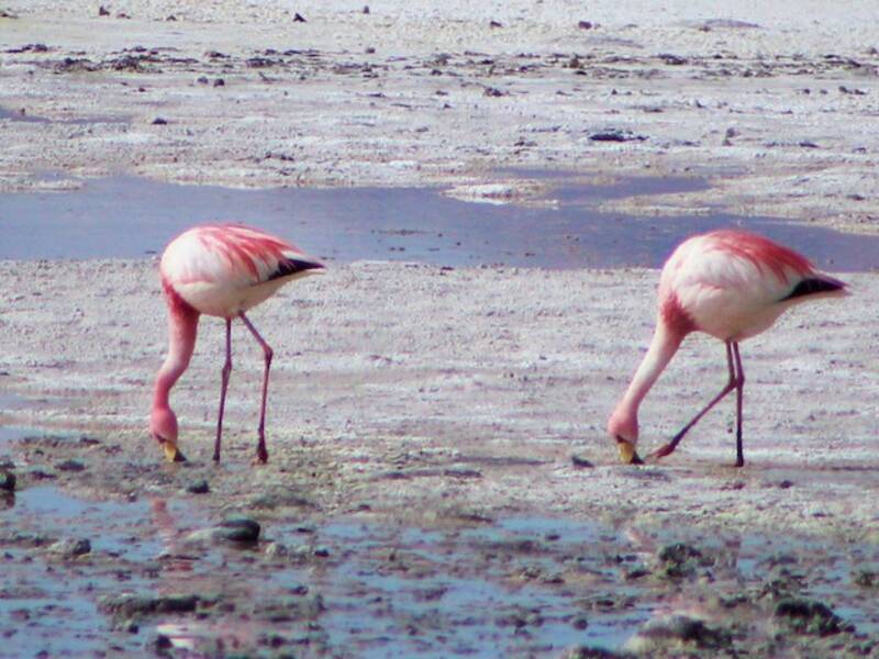 Jamesflamingo, Fotos 3