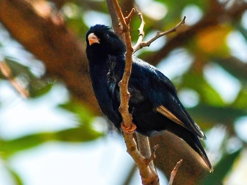 Jambandu Indigobird, 照片 2