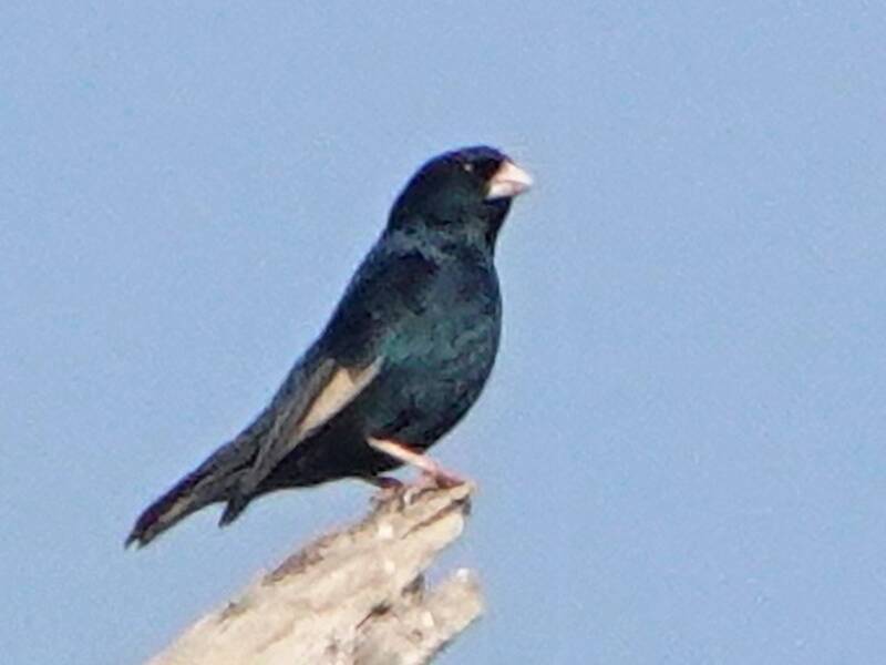 Jambandu Indigobird, 照片 3