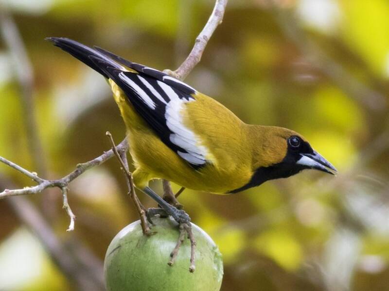 Jamaican Oriole