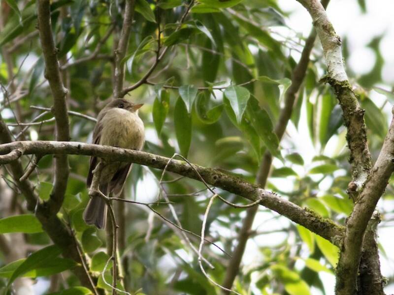 Pibí jamaicano, Fotos 4