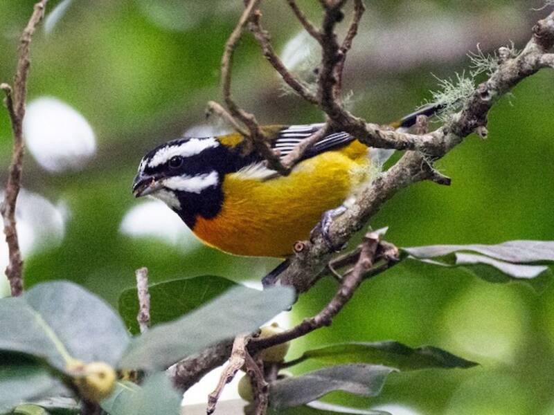 Jamaican Spindalis, 照片 3