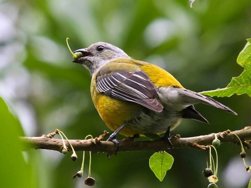Jamaican Spindalis, 照片 2