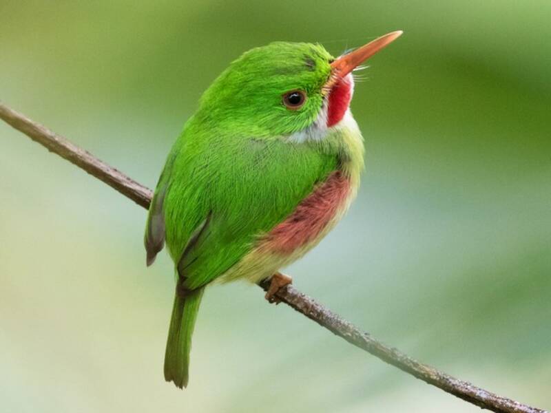 Jamaican Tody, Photos 3