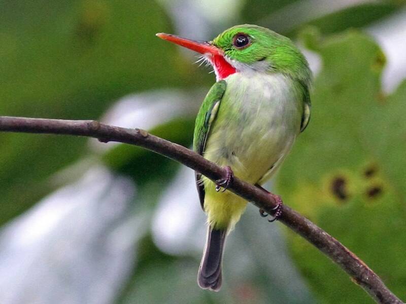 Jamaican Tody
