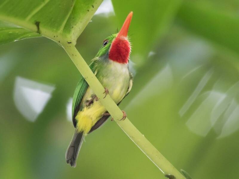 Jamaican Tody, Photos 2