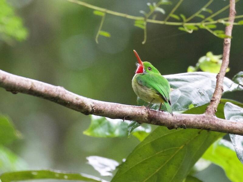Jamaican Tody, Photos 4