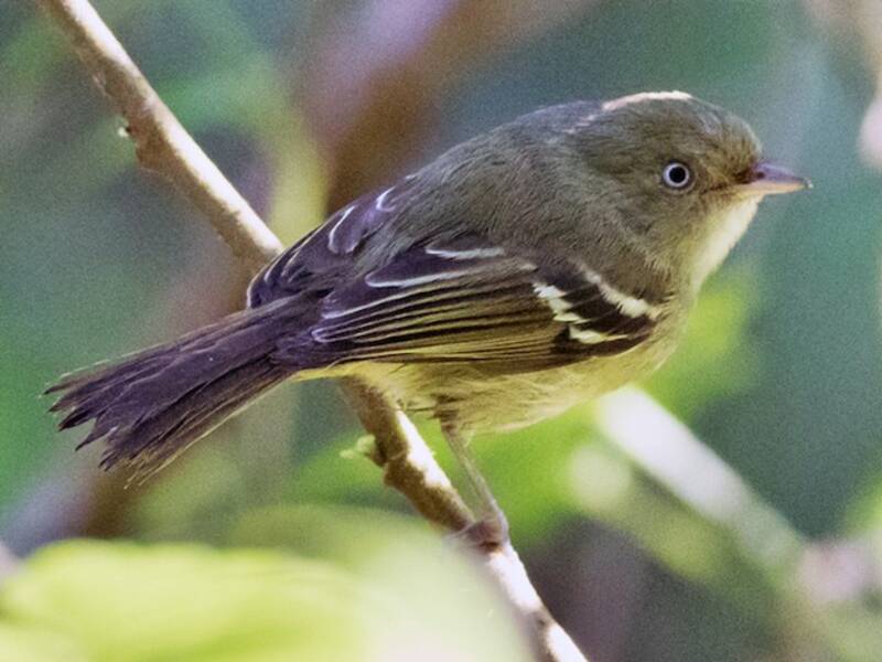 Vireo de Jamaica, Fotos 4