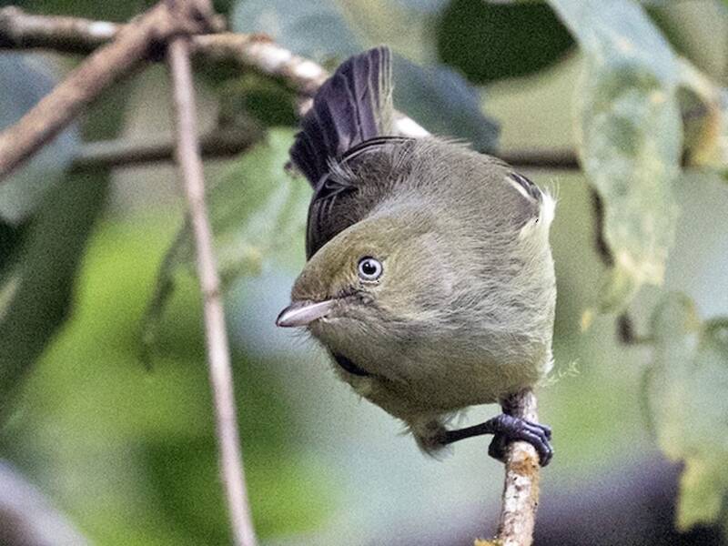Vireo de Jamaica, Fotos 3