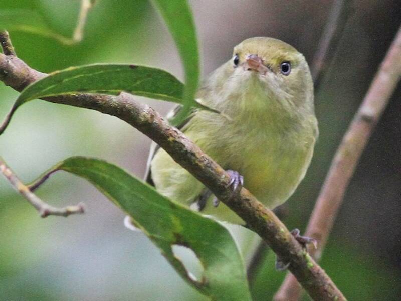 Vireo de Jamaica, Fotos 2