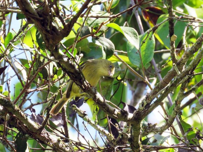 Vireo de Jamaica