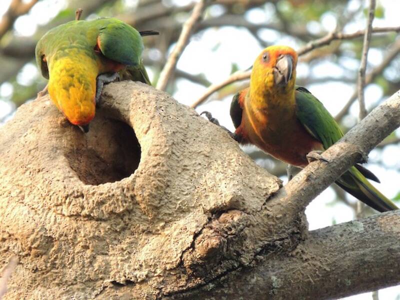 Jandaya Parakeet