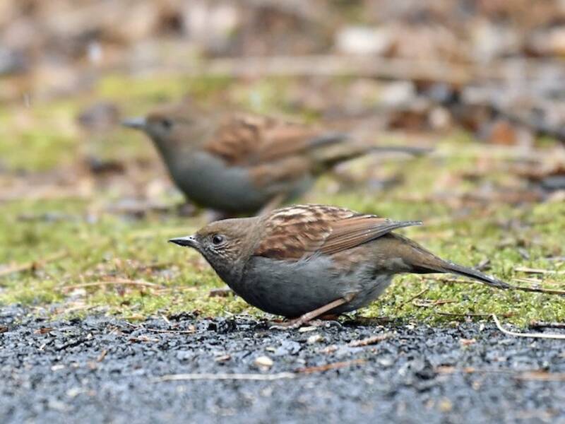 Japanese Accentor
