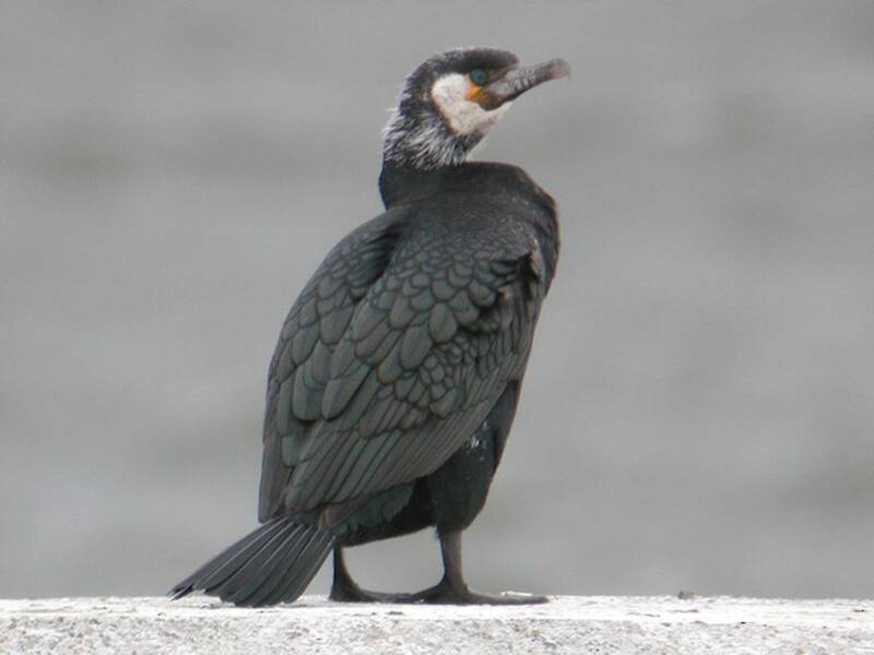 Japanischer Kormoran, Fotos 2
