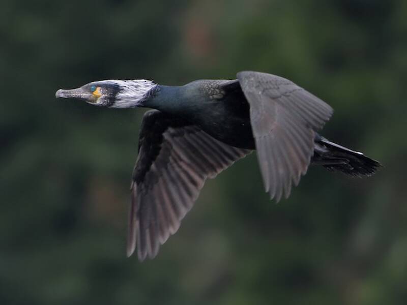 Japanischer Kormoran, Fotos 3