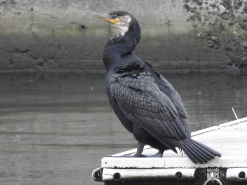 Japanese Cormorant
