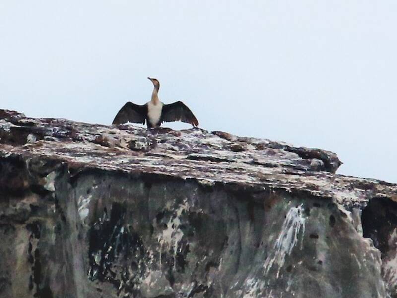 Japanischer Kormoran, Fotos 4
