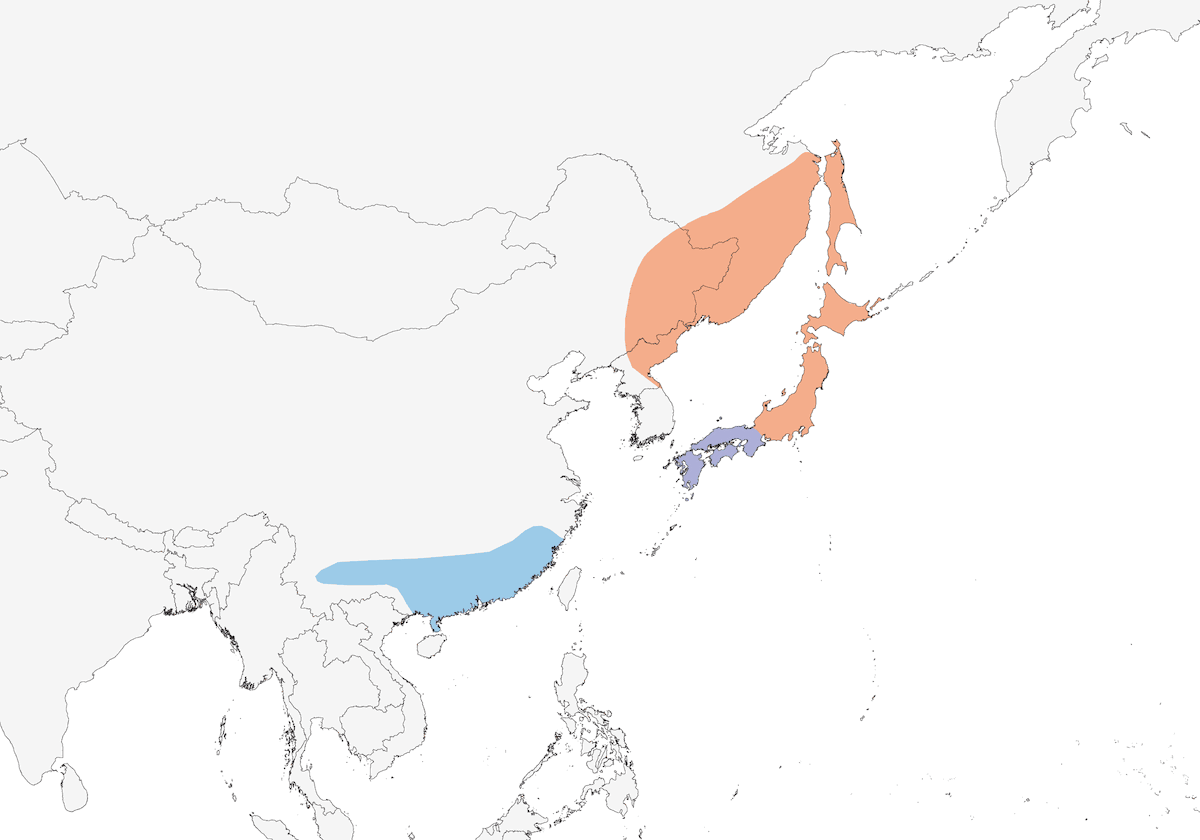 Picogordo Japonés, Distribución 1