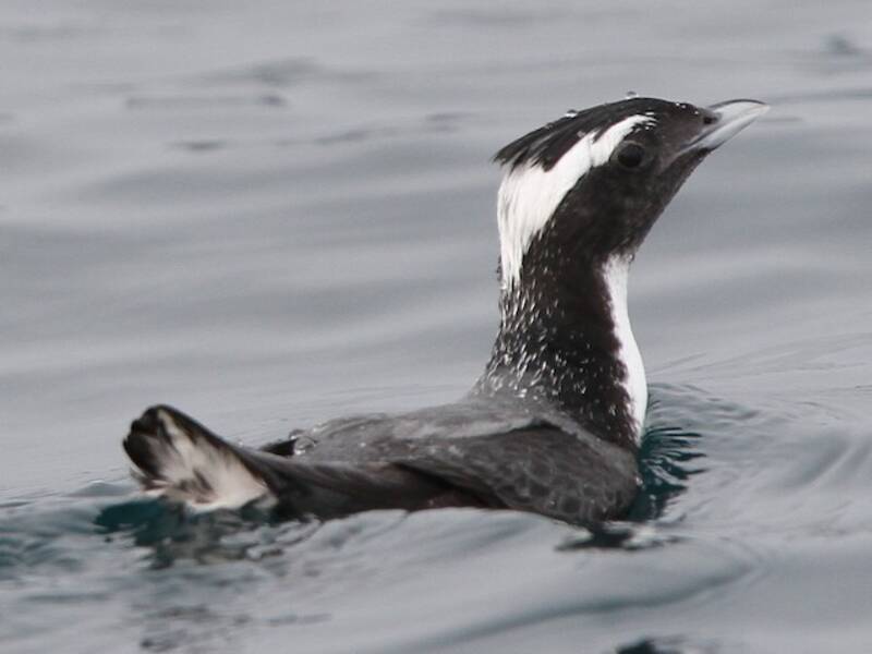 Japanese Murrelet (Synthliboramphus wumizusume)