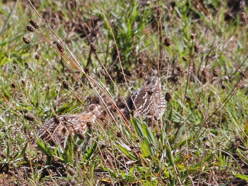 Japanese Quail (Coturnix japonica)