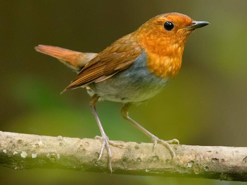 Izu Robin, 照片 4