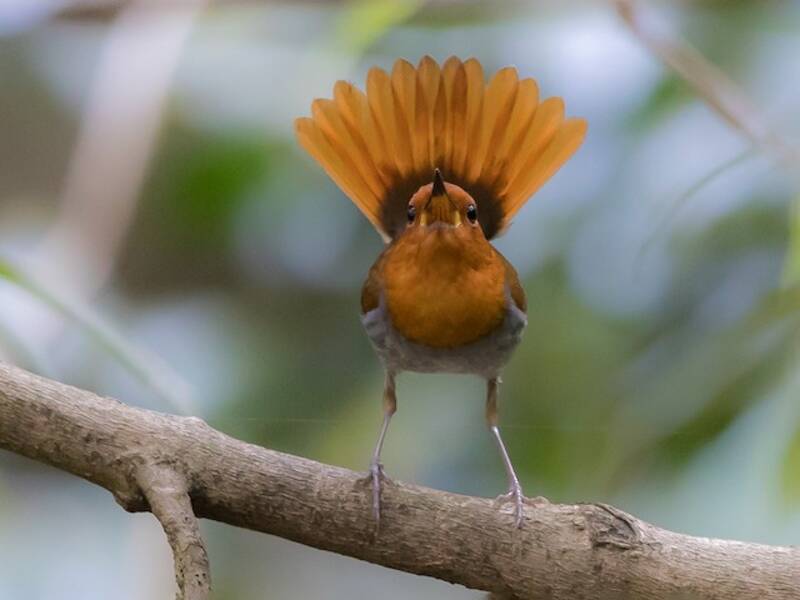 Izu Robin