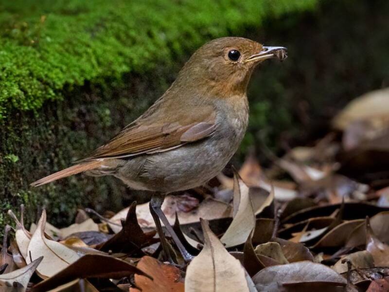 Izu Robin, 照片 2