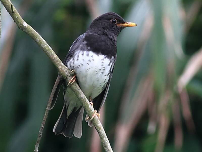 Japanese Thrush, Photos 4