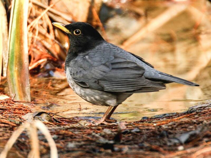 Japanese Thrush, Photos 3