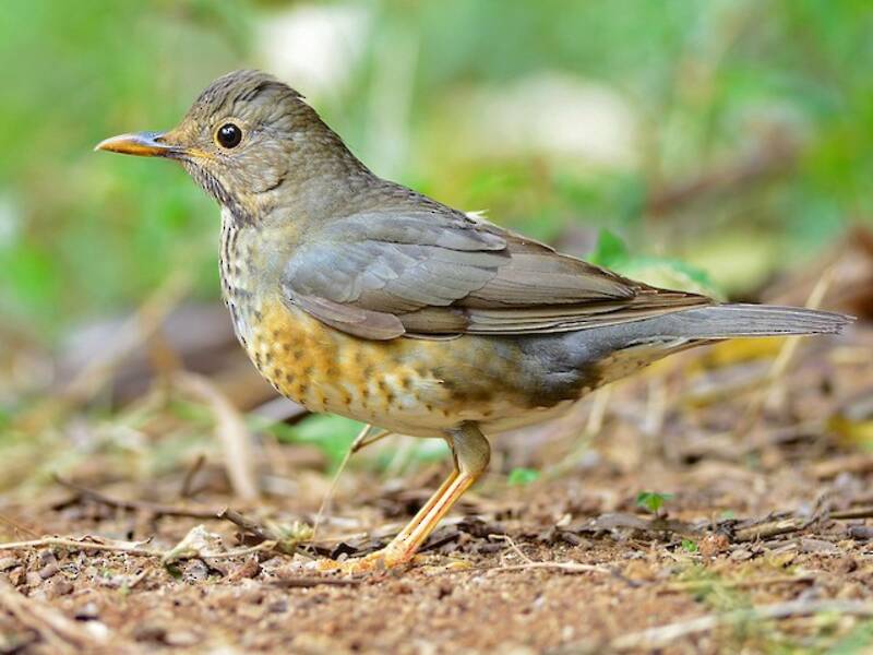 Japanese Thrush, Photos 2