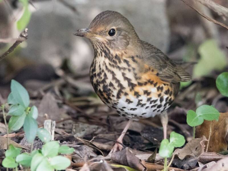 Japanese Thrush