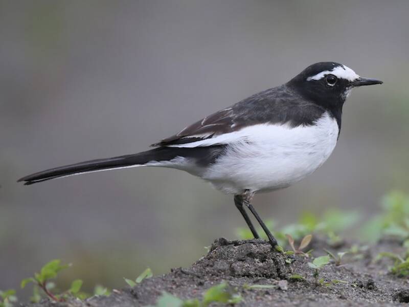 Japanese Wagtail, Photos 2