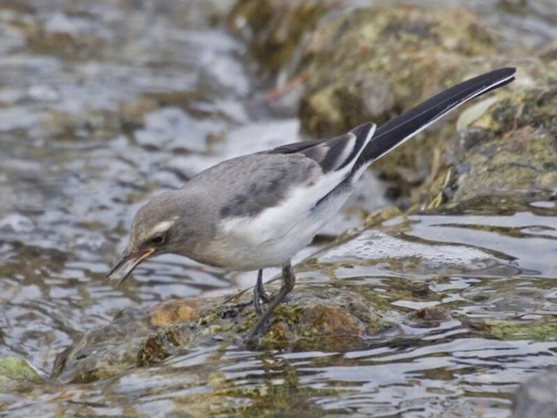 Japanese Wagtail, Photos 4