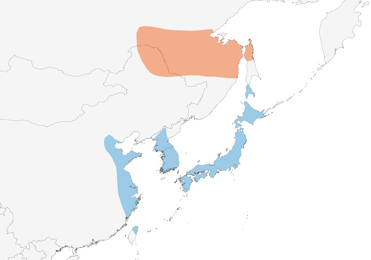 Ampelis Japonés, Distribución 1