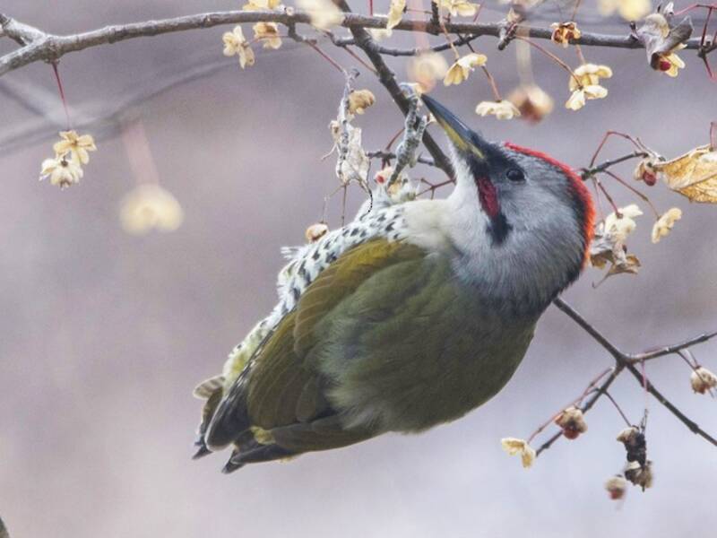 Japanese Woodpecker