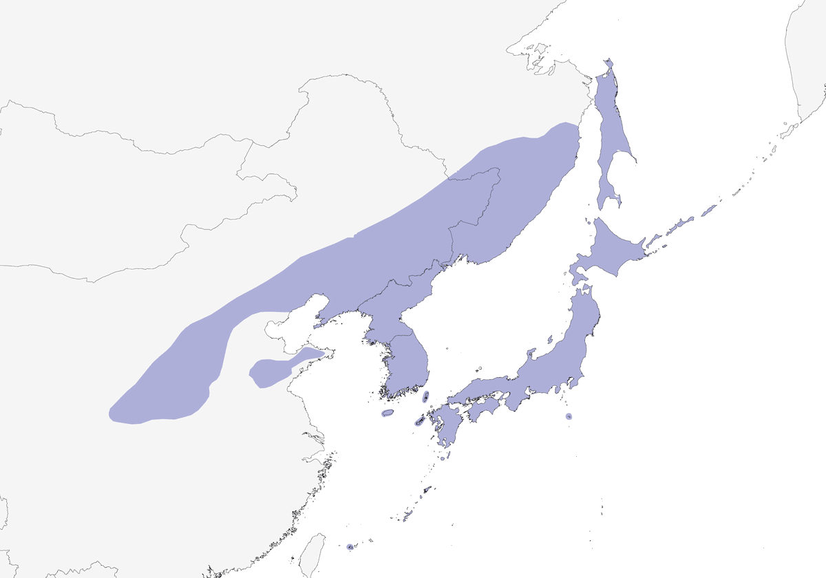 Japan-Zwergohreule, Verbreitung 1
