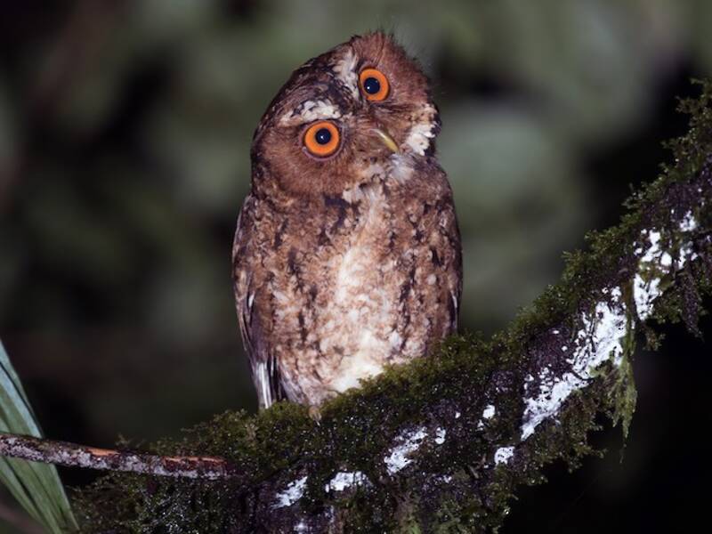 Javan Scops-Owl, 照片 2