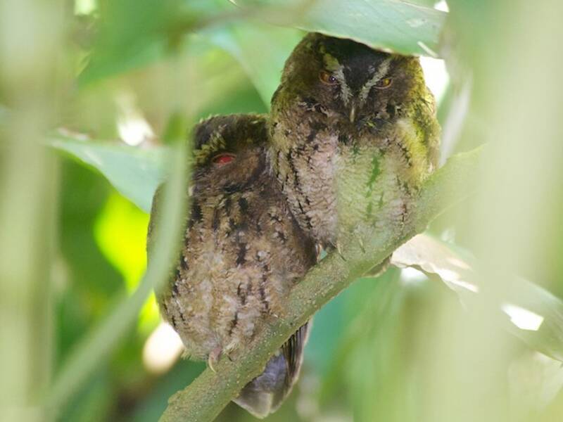 Javan Scops-Owl, 照片 3