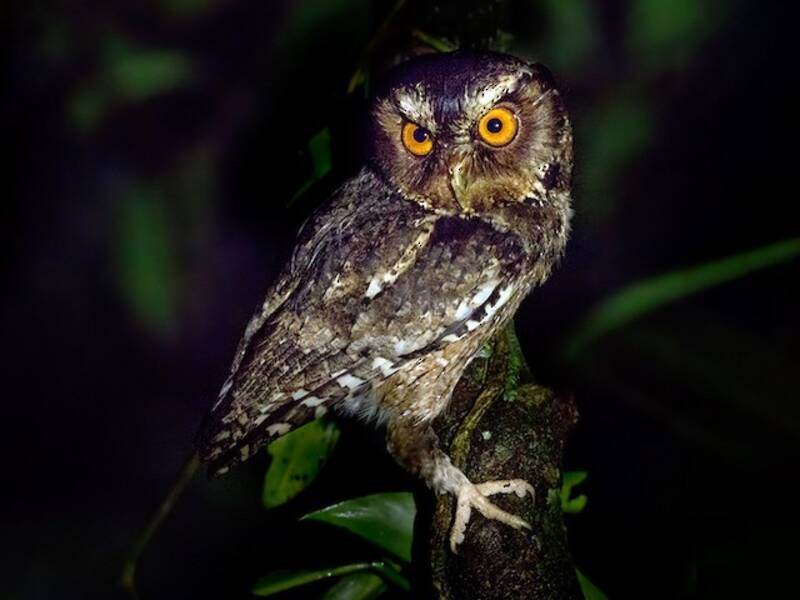 Javan Scops-Owl, 照片 4