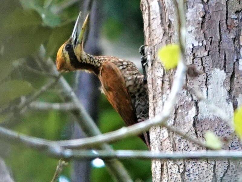 Javan Flameback