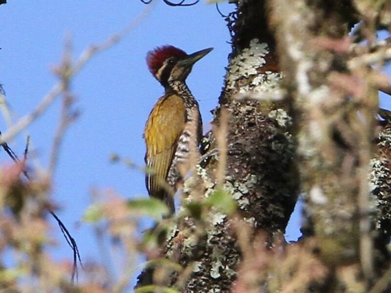 Javan Flameback, 照片 2