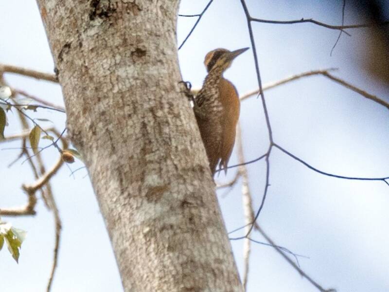 Javan Flameback, 照片 3