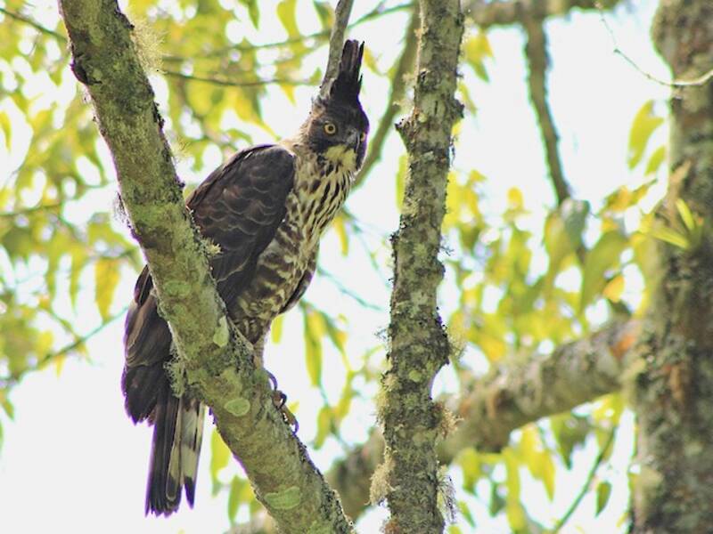 Aigle de Java