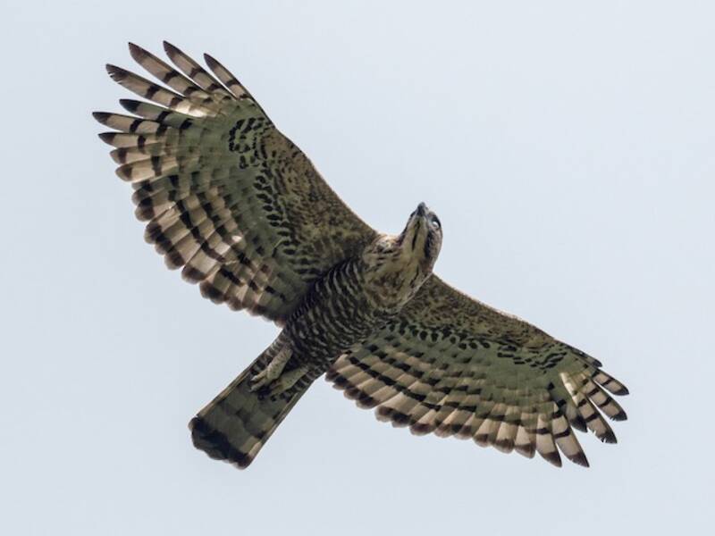 Java-Haubenadler, Fotos 3