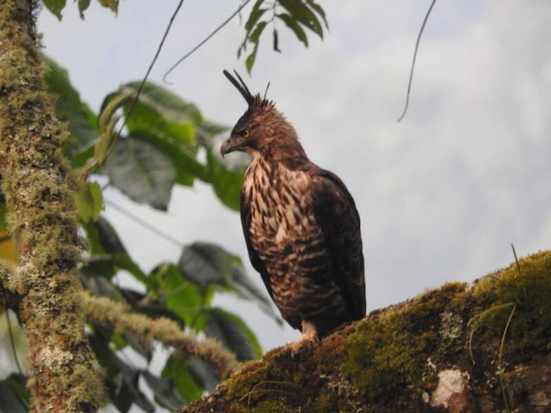 Java-Haubenadler, Fotos 4