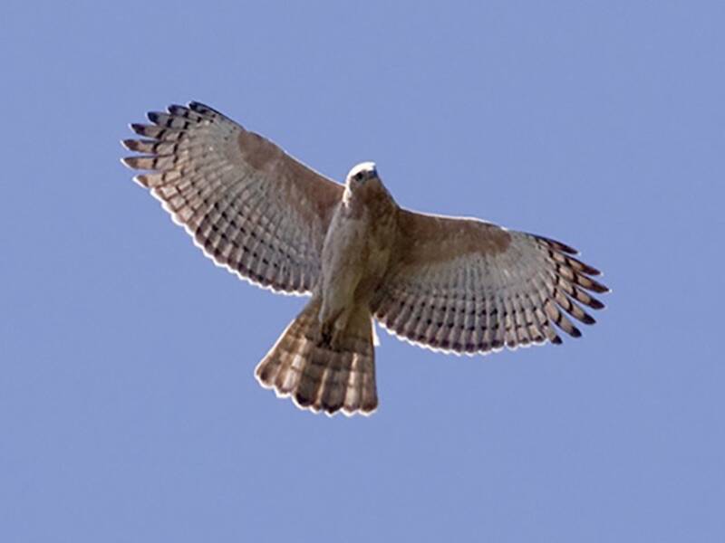 Java-Haubenadler, Fotos 2