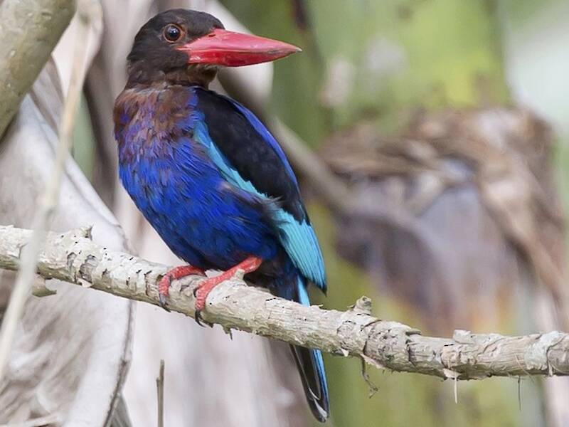 Javan Kingfisher